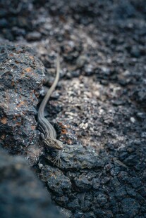 岩石上的小蜥蜴