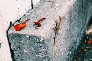 墙边色彩鲜艳的小鸟