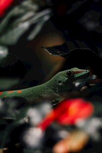 多彩植物叶片特写