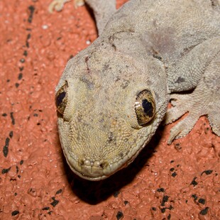 特写只可爱的灰色小壁虎