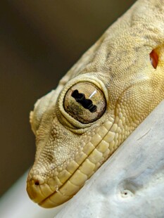 特写凝视的壁虎