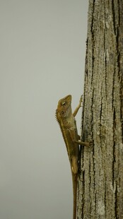 树干上的奇特昆虫