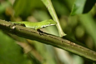 绿叶上的翠绿小蜥蜴