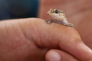 手掌上的小小蜥蜴