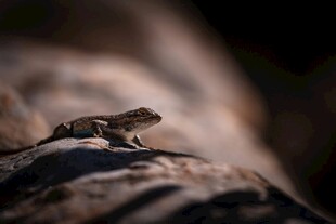 岩石上的小蜥蜴