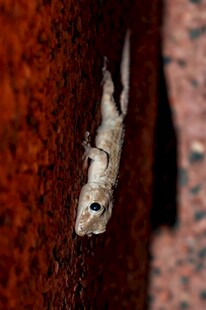 树干上的神秘飞蛾