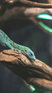 树枝上休憩的绿蜥蜴