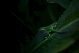绿叶间的隐秘绿色生物