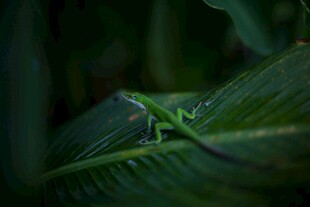 绿叶上的翠绿蜥蜴