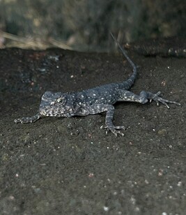 岩石上的黑色蜥蜴