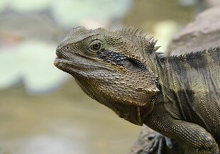澳洲水龙蜥蜴特写