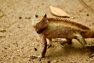 沙漠中的小变色龙