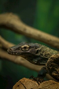 栖息于木上的蜥蜴