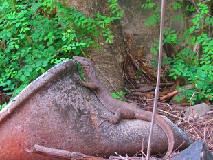 废弃陶罐躺于绿植丛中