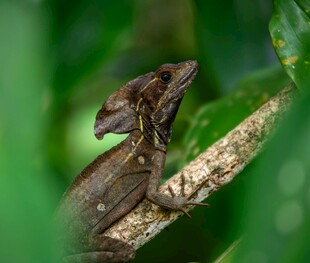 树枝上的棕色蜥蜴