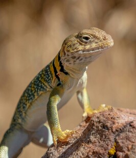 岩石上的多彩蜥蜴