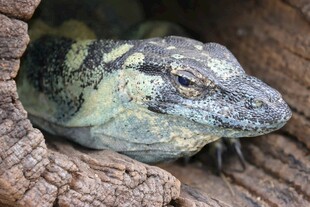 树洞中探头的蜥蜴