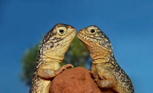 亲昵对视的两只蜥蜴