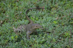 草丛中的小蜥蜴