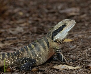 地面上的独特花纹蜥蜴