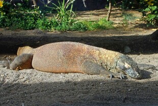 趴在沙地上的巨蜥