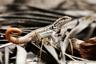 草丛中的多彩蜥蜴