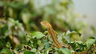 草丛中的艳丽蜥蜴