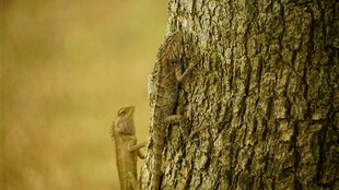 树干旁的小蜥蜴