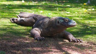 趴在草地的科莫多巨蜥