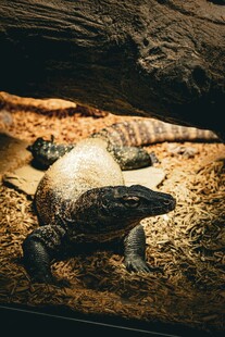 岩石上休憩的两乌龟