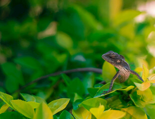 绿叶上的小巧蜥蜴
