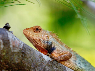 树枝上的多彩蜥蜴