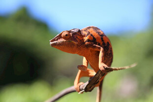 树枝上的变色蜥蜴