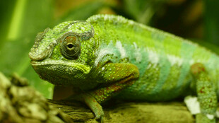 绿色变色龙特写