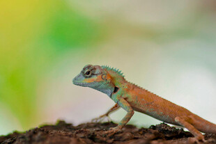 多彩蜥蜴栖于树干