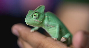 手掌上的绿色小变色龙