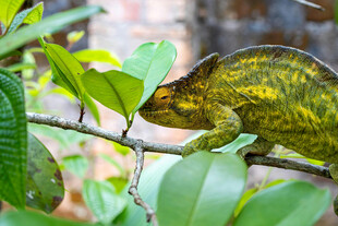 树枝上的变色龙