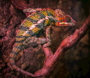 多彩变色龙栖息于树枝上