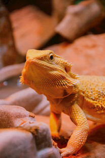 金黄鬃狮蜥栖息于石间