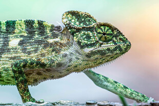 特写多彩变色龙