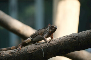树枝上的多彩蜥蜴