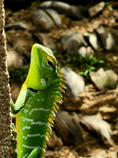 绿色蜥蜴攀附树干特写