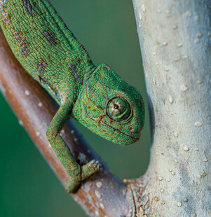 树枝上的绿色变色龙
