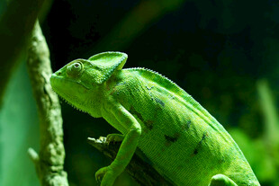 绿色变色龙栖息于枝上