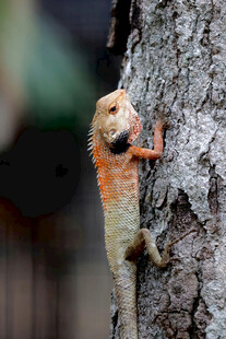 橙褐蜥蜴攀附树干
