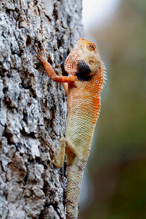 树栖变色龙特写