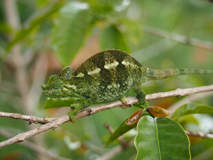 树枝上的变色龙