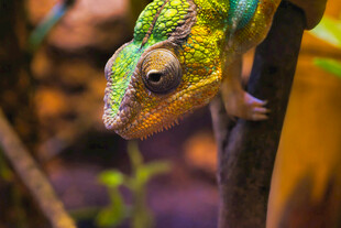 栖息树枝的多彩变色龙