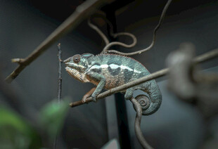 树枝上的变色龙