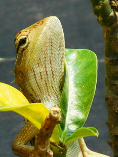 栖息于绿叶上的蜥蜴